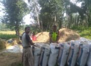 Sertu Edi: Pendampingan Ini Merupakan Bagian Dari Tugas Babinsa Untuk Mendukung Ketahanan Pangan Di Wilayah Binaannya