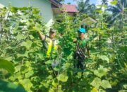 Babinsa: Kegiatan Ini Dilakukan Merupakan Wujud Pembinaan Untuk Percepatan Pencapaian Swasembada Pangan