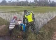 Sertu Sugianto Membantu Petani Merawat Tanaman Padinya Dengan Menyemprot Hama