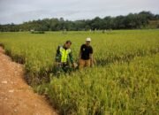 Serka Supran Suhartono Bersama Petani  Memantau Perkembangan Tanaman Padi