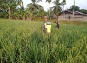 Serda Harmiadi Melaksanakan Pendampingan Swasembada Pangan