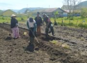 Babinsa Koramil 06/Jagong Bantu Petani Persiapkan Lahan untuk Penanaman Cabai