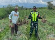 Babinsa Koramil 09 Ketol Bantu Petani Panen dan Tingkatkan Kualitas Bawang Merah