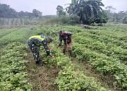 Untuk Meningkatkan Ketahanan Pangan Serka Subagio Merawat Ubi Jalar