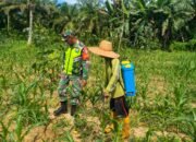 Serka Indra Juliawan Bantu Petani Penyemprotan Hama Jagung