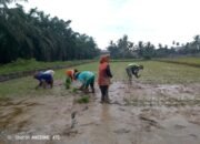 Serda Harmiadi: Kegiatan Ini Untuk Menciptakan Swasembada Pangan Secara Nasional