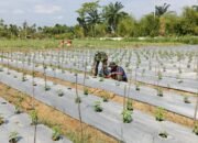 Sertu Tri Susilo: Kegiatan Ini Merupakan Bagian Dari Upaya Mendukung Ketahanan Pangan