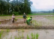 Babinsa: Saya Mengajak Para Petani Berupaya Meningkatkan Produktivitas Pertanian