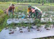 Sertu Suhendra: Kegiatan Ini Merupakan Mendukung Ketahanan Pangan Di Wilayah Binaan