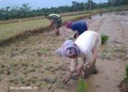 Sertu Endri Syahputra Membantu Petani Menanam Padi Jenis Hibrida