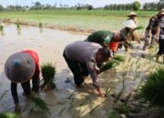 Bersama Forkopimda Aceh Kapolres Aceh Tamiang Mengikuti Kegiatan Gerakan Penanaman Padi Serentak 14 Provinsi Secara Virtual