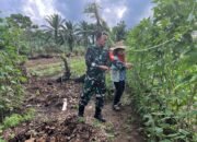 Serma Herianto Membantu Petani Merawat Tanaman Kacang Panjang