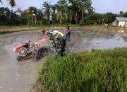Serka Erwan Membantu Petani Menyiapkan Lahan Dengan Bajak Sawah