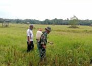 Babinsa Koramil 05/Thu Bantu Petani Menyemprot Gulma di Lahan Sawah Milik Pak Nekam