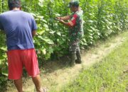 Untuk Meningkatkan Hasil Produsi Serda Muhammad Andi, Bersama Para Petani Merawat Tanaman Timun