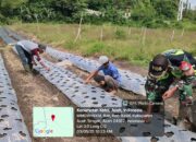 Babinsa Koramil 09/Ketol Dukung Ketahanan Pangan Lewat Pendampingan Petani Bawang Merah di Aceh Tengah