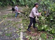 Respon Cepat Polsek Linge Bersihkan Pohon Tumbang, Kini Jalan Nasional Takengon – Blang Kejeren KM 24 Normal Kembali