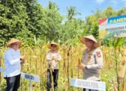 Kapolres Pidie Panen Jagung di Kembang Tanjung