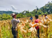 Polres Aceh Tengah Gelar Panen Raya Jagung di Lahan Produktif Arul Gading, Capai 3.500 Kg