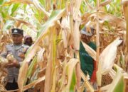 Polres Aceh Tengah Gelar Panen Raya Jagung di Blang Balik, Hasil Capai 3.000 Kg