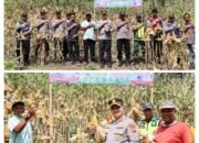 Kapolres Pidie Jaya Panen Raya Jagung: Dukung Ketahanan Pangan Nasional Lewat Asta Cita Presiden RI
