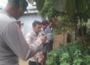 Bhabinkamtibmas Polsek Bintang Cek Perkembangan Tanaman Pangan Bergizi di Kampung Binaan
