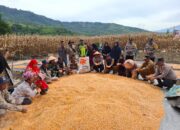 Panen Raya Jagung Binaan Polres Aceh Tengah Capai Hasil 36 Ton Di Kampung Mulie