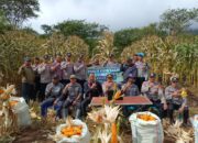 Kapolres Aceh Tengah Pimpin Panen Jagung Serentak Kuartal II di Lahan Produktif Polsek Pegasing