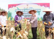 Sinergi Polri dan Pemerintah Daerah dalam Panen Raya Jagung, Perkuat Ketahanan Pangan di Pidie Jaya
