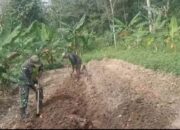 Babinsa Koramil 05/Tamiang Hulu Dampingi Petani dalam Pembuatan Bedengan Tanaman Kacang Panjang