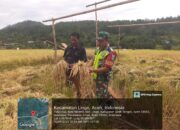 Babinsa Koramil 05/Linge Bersama Reje Kampung Tinjau Hasil Panen Padi di Kute Keramil