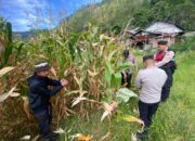 Polres Aceh Tengah Gelar Panen Raya Jagung Kuartal II di Kampung Gunung Suku dan Pedemun