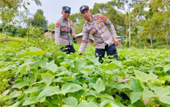 Dukung Ketahanan Pangan, Polsek Celala Polres Aceh Tengah Giatkan Peninjauan Lahan Produktif