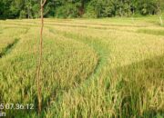Sawah Warga Dusun Binje Kampung Pantan Nangka GagalPanen,Petani Sawah Kecewa.