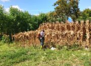 Dukung Swasembada Pangan, Polsek Pegasing Matangkan Lahan untuk Penanaman Jagung