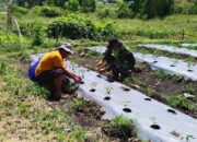 Babinsa Koramil 06/Jagong Bantu Warga Rawat Tanaman Cabai di Desa Bukit Sari