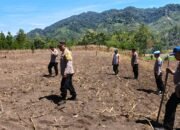 Polsek Silih Nara Matangkan 10 Hektar Lahan Jagung untuk Dukung Swasembada Pangan Kuartal III