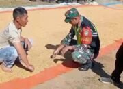 Babinsa Koramil 05/Linge Tunjukkan Kepedulian Terhadap Petani, Cek Proses Penjemuran Gabah di Kute Riyem