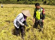 Babinsa Koramil 05 /Linge  Semangat Dampingi Petani di Akhir Masa Panen