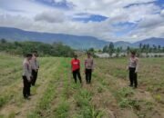 Polsek Ketol Cek Tanaman Jagung Kuartal III, Dukung Swasembada Pangan Nasional 2025