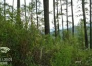 PD.Pembangunan Tanoh Gayo(BUMD) Berbenah,Mendata Lahan Pinus di Konsesi,Kampung Simpang Tiga Uning dan Kemerleng,