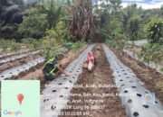 Babinsa Koramil 09/Ketol Bantu Warga Tanam Bawang Merah di Desa Bah