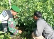 Babinsa Koramil 02/Bebesen Dampingi Petani Rawat Kebun Tomat di Desa Binaan