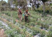 Babinsa Koramil 09/Ketol Dampingi Petani Lakukan Penyemprotan Lahan Cabai