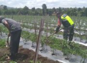 Babinsa Koramil 09/Ketol Laksanakan Hanpangan Bersama Petani Cabe di Desa Buter