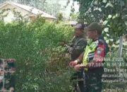 Babinsa Koramil 07/Atu Lintang Dukung Ketahanan Pangan Lewat Pendampingan Petani di Desa Merah Pupuk