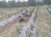 Babinsa Koramil 09/Ketol Dukung Hanpangan, Bantu Petani Bersihkan Lahan Cabai