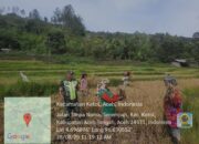 Babinsa Koramil 09/Ketol Bantu Petani Panen Padi di Desa Serempah