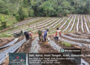 Babinsa Koramil 09/Ketol Bantu Warga Pasang Mulsa untuk Persiapan Tanam Cabe Merah