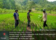 Babinsa Koramil 09/Ketol Bantu Petani Bersihkan Gulma di Lahan Padi Gogo